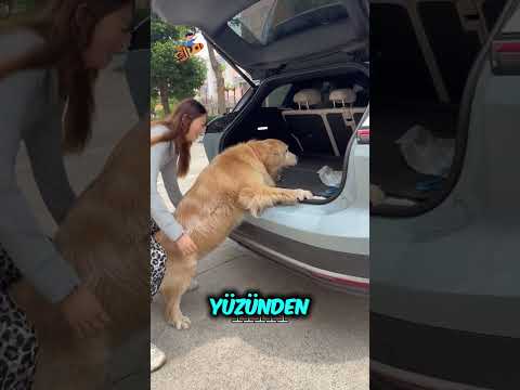 Veteriner İstemiyorum..❗️? thumbnail