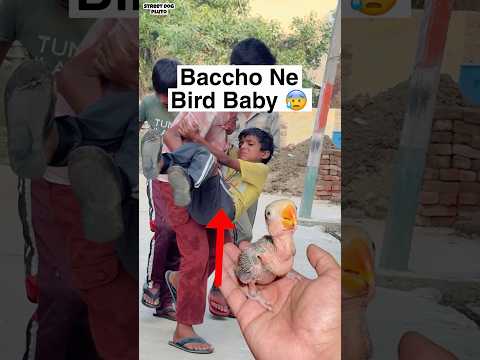 Bird Baby Kya Kr Diya ? thumbnail