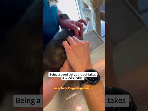 From Hater to Cat Dad: A Stray Kitten’s Desert Adventure 🐱❤️#rescue #lovestory #fyp #animalrescue thumbnail