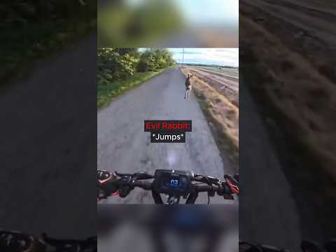 Crazy Rabbir Knocks Off Biker! ?? thumbnail