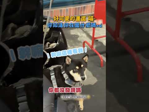 好可愛的畫面 喵~你知道你在聞什麼嗎xd #shorts #喵 #貓咪 #聞 #狗 #柴柴 #柴犬 #寵物 @ChinaTimes thumbnail
