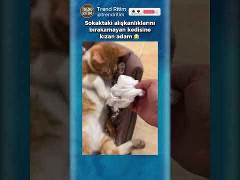 Sokakta Yaptığı Alışkanlıklarını Unutamayan Kedi ?? thumbnail