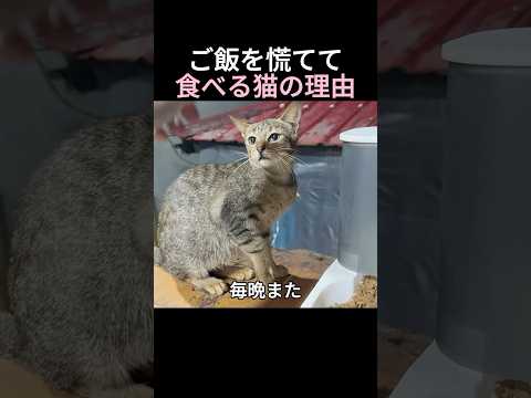 ご飯を慌てて食べる猫の理由 thumbnail