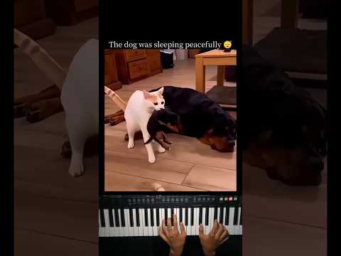 The dog was having a good sleep 😭 thumbnail