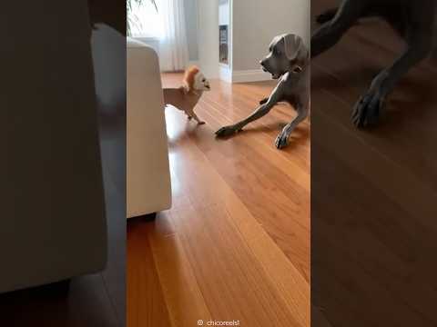 Rocky’s soul left his body… he got scared and forgot how to bark 😂😂 thumbnail