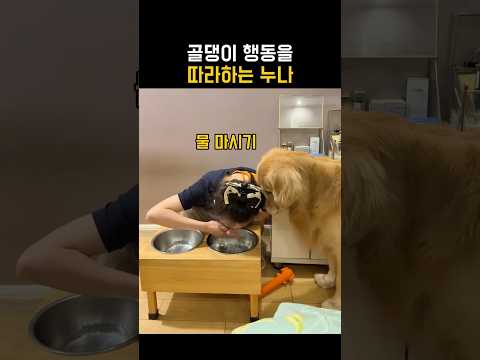 골댕이 행동을 따라하는 누나 thumbnail