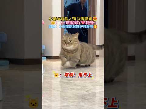 小貓咪調戲人類後拔腿就跑🤣 🐱：人 來追我吖💖 網友：小短腿好可愛🥰 #cat #cute #funny #funnyshorts #shorts thumbnail