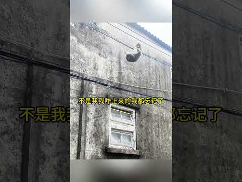 難怪沒人救，好玩！ #搞笑配音 #搞笑 #funny thumbnail