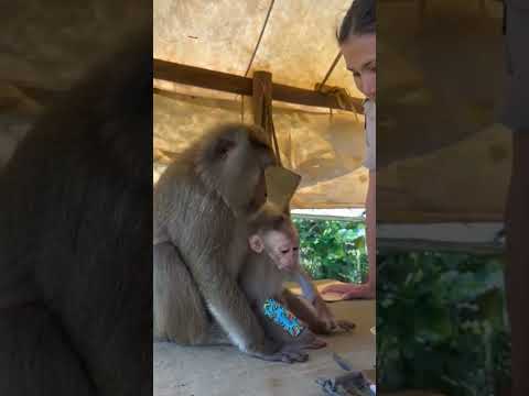 Kindness 🐒 Baby Monkey's Tender Care Moment #kindness #monkey #shorts thumbnail