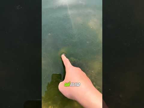 ¡Encontró tortuguitas en el agua… pero luego pasó ESTO! 🐢😱💦 thumbnail