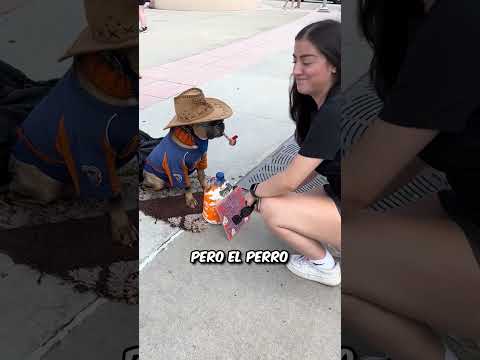 Este perro te cobra por saludarte thumbnail