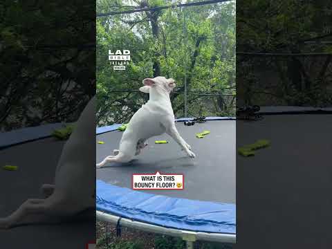 Trampoline zoomies hit different ?? thumbnail
