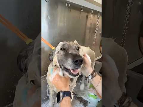 Ci voleva proprio una bella doccia 🚿 vero Cloud? thumbnail