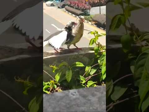 Baby Pigeon Wanting more Food #funnyanimals #pigeon #pigeonlover #pigeonbabyfeeding thumbnail