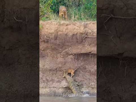 ELE ENTROU NO PIOR LUGAR POSSÍVEL 😳 #shorts #animais #animals #wildlife #leao #jacare #viral #memes thumbnail