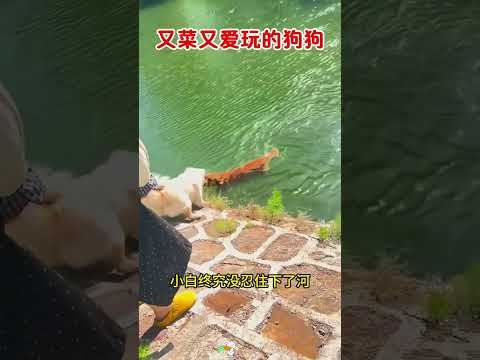 又菜又爱玩的狗狗，简直太搞笑了 #搞笑 #大熱門 thumbnail