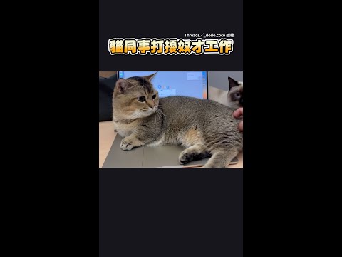 【不准碰偶！】貓貓阻人工作　奴才逗弄趕走反被爆氣回擊XD｜#寵物雲 #shorts thumbnail