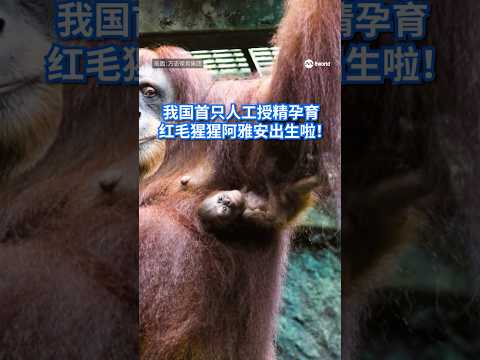 我国迎来首只通过人工授精孕育的红毛猩猩。相信这也是全球首个有记录以来，猩猩母子在胎盘并发症下双双存活的案例。万态野生动物世界希望，这次经验有助于推动红毛猩猩的保育工作。#8视界新闻网 thumbnail