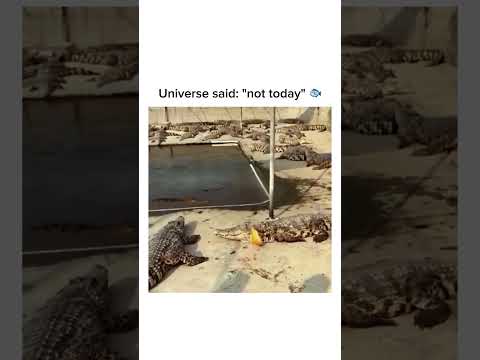 This fish was literally asking to be eaten…? follow for more #shorts thumbnail