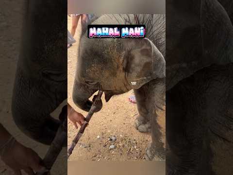 குட்டி கோல்டு ? பாகன் ? மூதேவி இதெல்லாம் பனி கரும்பா இல்ல பன்னி துன்ன கரும்பா ??? thumbnail