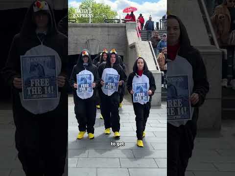 Campaigners and the Daily Express seek to aid the Gentoo penguins at the Sea Life London ? #news thumbnail