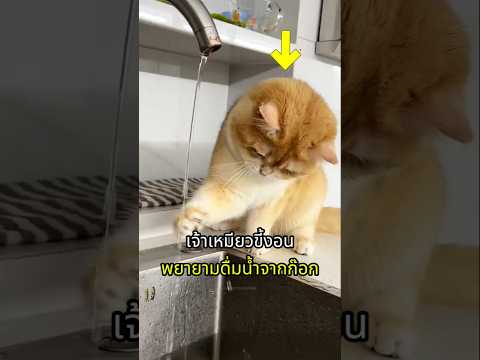 แมวขี้งอนพยายามกินน้ำจากก๊อก thumbnail