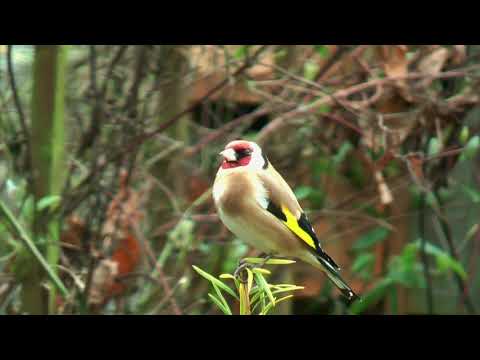 Goldfinch closeup thumbnail