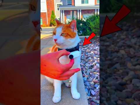 O Que Acontece Se Você Colocar Uma Câmera Em Um Gato? ? thumbnail