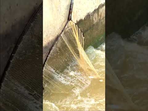 Real Life 100% Net Fishing 5Kg In River At The Countryside (Part 1563) #fishing #fish #new thumbnail