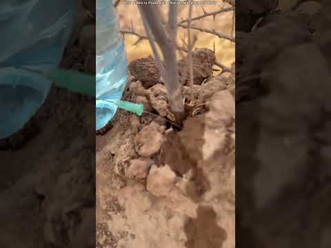 الرجل الذي حوّل صحراء دبي إلى غابة thumbnail