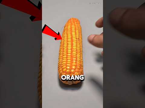 Dia Mencoba Menumbuhkan Jagung Dengan Cara Aneh! 🤯 thumbnail