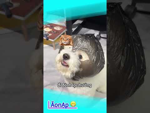 Lên đồ kiểu hết tiền 😁 #laonap thumbnail