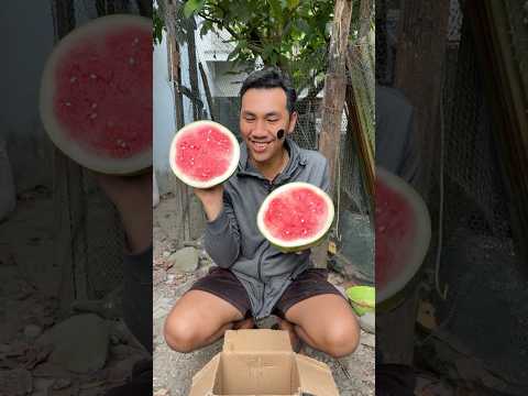 jadi semangka bulat thumbnail