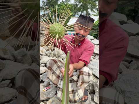 Makan buah berduri thumbnail