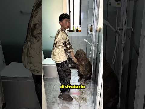 Este Niño Bañó A Su Perro Como A Un Rey 😲 thumbnail