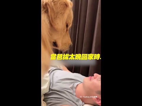 【不准笑！】爸回家太晚被 #黃金獵犬 瞪XD｜#寵物雲 #shorts thumbnail