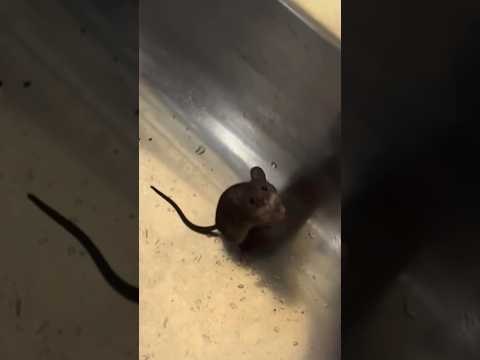 【どっちかいうたら】#ネズミ #鼠 #野生動物 #野生 #animals #mouse #ミッキーマウス #shorts #comedy #かわいい #可愛い thumbnail
