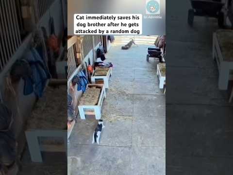 Cat protects his family at all cost 🥰 #cat thumbnail