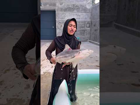 Ada hiu di kolam thumbnail