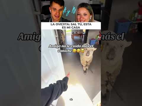 Te dejan cuidando una oveja en tu casa thumbnail