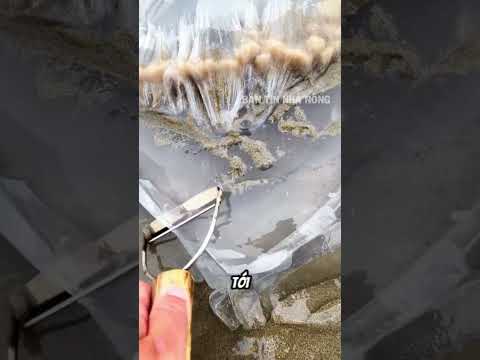 Tưởng là thạch biển ai ngờ là sinh vật sống thumbnail