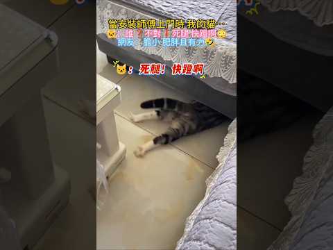 當安裝師傅上門 我的貓… 🐱…啊❓不對❗死腿🦵快蹬💥 網友：膽小 肥胖且有力氣🤣 #cat #cute #funny #shorts #funnyshorts thumbnail
