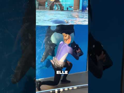 La dauphine a pris la peluche pour son bébé 🤯❤️ thumbnail