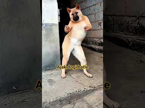 Ajak Dogi batle #shortvideo #comedy #funny thumbnail