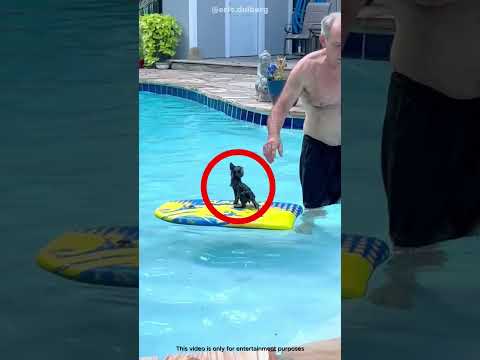 Anak Kucing Ini Selalu Kembali ke Kakek yang Membencinya 🥺 #shortsviral thumbnail