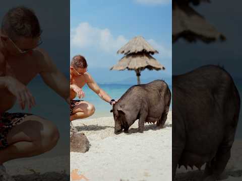 Koh Samui, Thailand Incredible Destinations #travel #short thumbnail