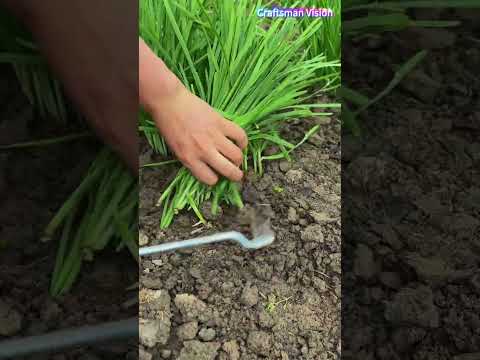 Rescent-shaped hook knives for chive harvest: Ideal field harvesting method thumbnail