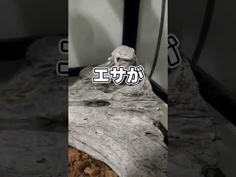 トカゲのケージの中でとんでもないことが起きてんだけど！！！ thumbnail