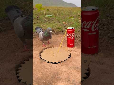 Amazing DIY Bird Trap Using Paper and Can #youtubeshorts thumbnail