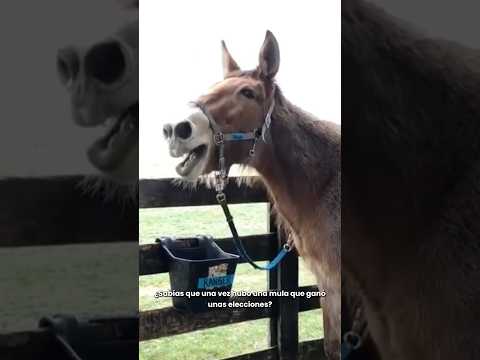 Cuando un BURRO ganó las ELECCIONES thumbnail